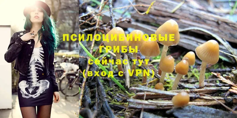 что такое наркотик  OMG ONION  Псилоцибиновые грибы Psilocybe  Углегорск 